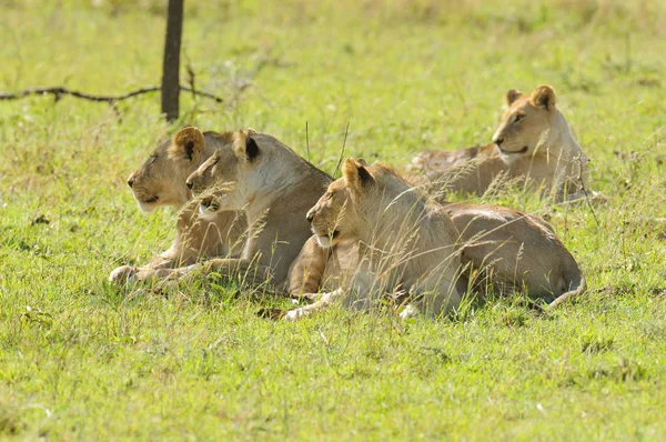 Primer Plano Orgullo León Panthera Leo Simba Swaheli Parque Nacional — Foto de Stock