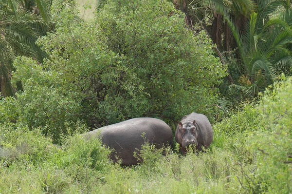 Close Hippopotamus Hippopotamus Amphibius Kiboko Swaheli Parque Nacional Serengeti Tanzânia — Fotografia de Stock