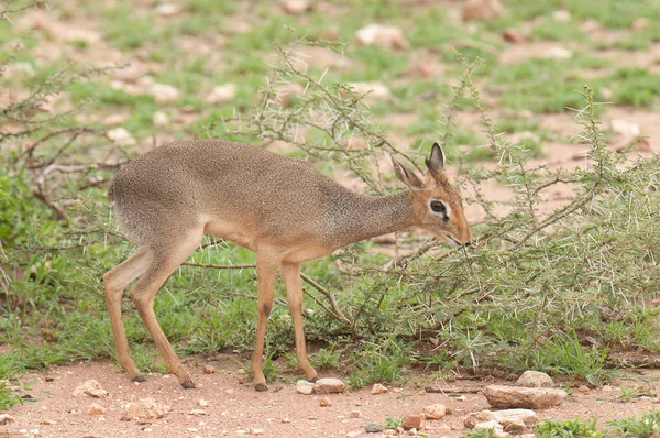 Closeup Kirk Dik Dik Nome Científico Madoqua Dikidiki Swaheli Serengeti — Fotografia de Stock