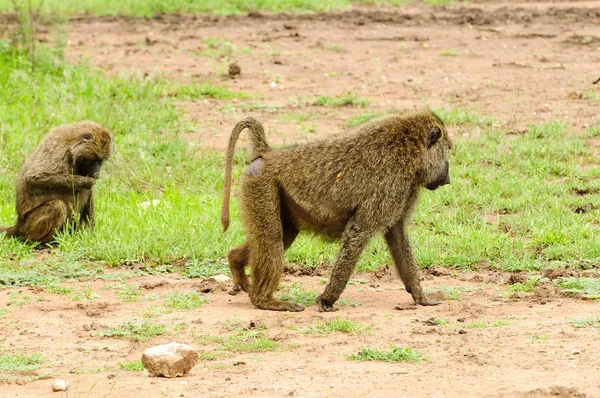 탄자니아의 마냐라 공원에 올리브 개코원숭이 Papio Anubis Nyani Swaheli — 스톡 사진