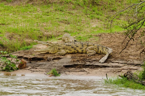 Nile Crocodile Crocodylus Niloticus Mamba Суахели Национальном Парке Серенгети Танзания — стоковое фото