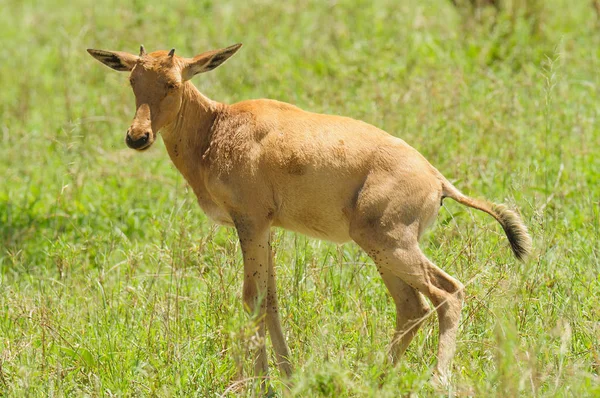 Genç Topi Işiyor Damaliscus Lunatus Jimela Veya Swaheli Nyamera Tanzanya — Stok fotoğraf