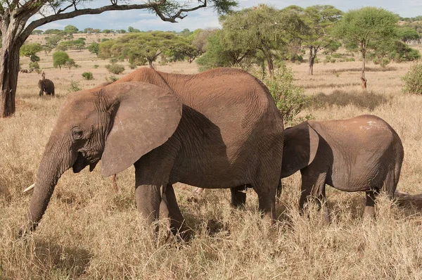 Afrikai Elefánt Loxodonta Africana Vagy Tembo Swaheli Közeli Képe Tanzániai — Stock Fotó