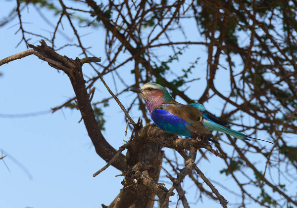 Сиреневогрудый каток на дереве (Coracias caudatus
)