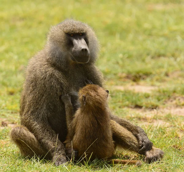 탄자니아의 마냐라 공원에 올리브 개코원숭이 아누비스 헬리에 니아니 — 스톡 사진