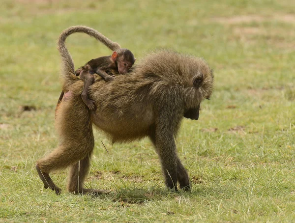 Gros Plan Babouins Olivier Papio Anubis Nyani Swaheli Dans Parc — Photo