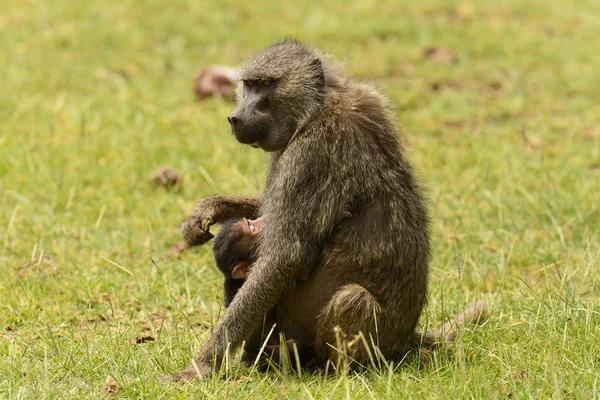 탄자니아의 마냐라 공원에 올리브 개코원숭이 아누비스 헬리에 니아니 — 스톡 사진