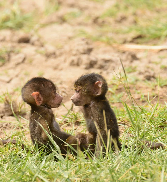 Closeup Olive Baboons Papio Anubis Nyani Swaheli Lake Manyara National — стокове фото