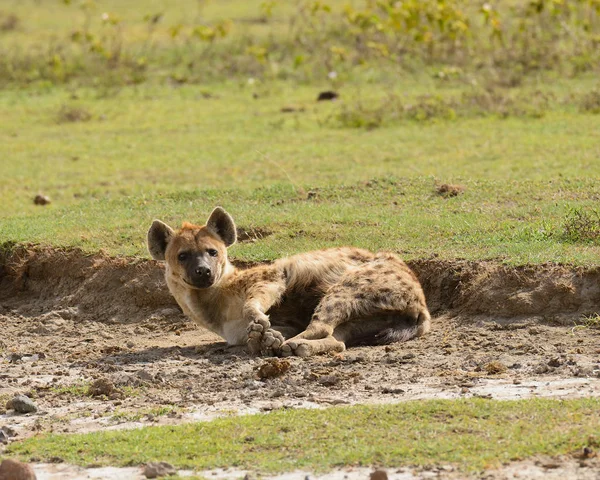 Iena Maculata Crocuta Crocuta Nella Zona Conservazione Del Cratere Ngorongoro — Foto Stock