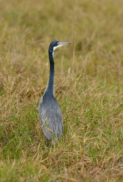 恩戈龙戈罗火山口保护区的黑头苍鹭 Ardea Melanocephala — 图库照片