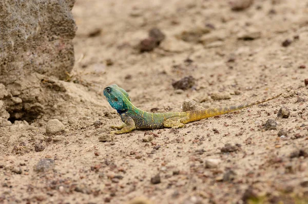 Primer Plano Del Lagarto Agama Nombre Científico Agama Agama Mjusi —  Fotos de Stock