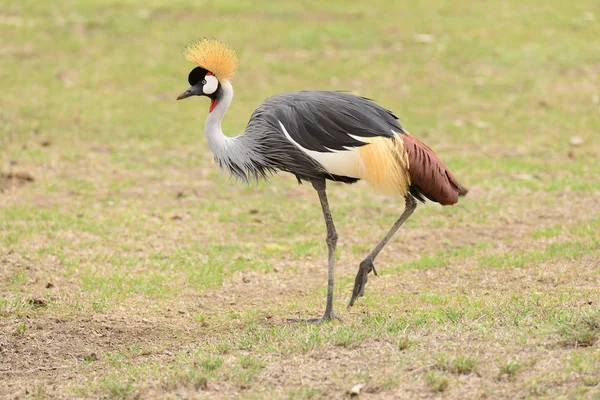 Crowned Crane Balearica Regulorum — Stock Photo, Image