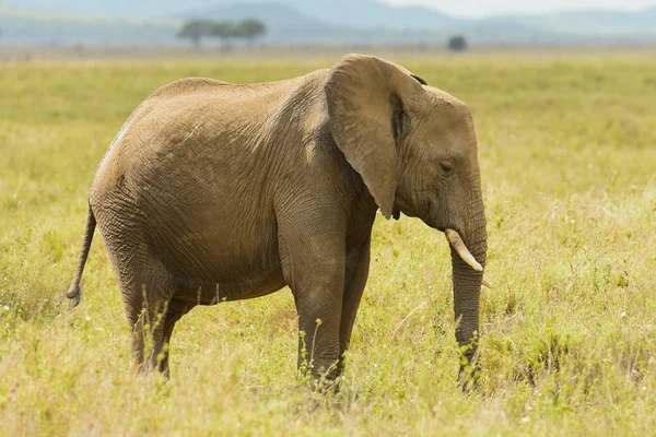 Słoń Afrykański Nazwa Naukowa Loxodonta Africana Lub Tembo Suaheli Parku — Zdjęcie stockowe