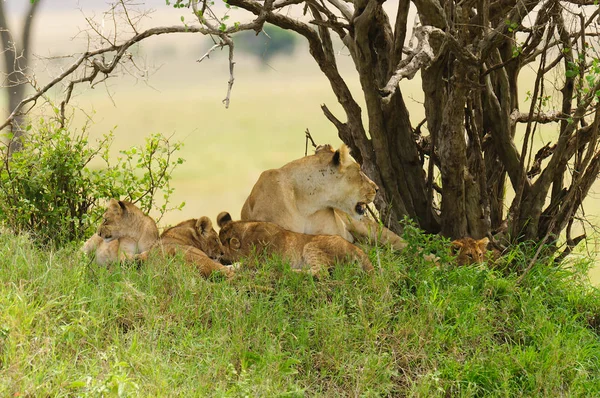 Bir aslan gurur closeup (bilimsel adı: Panthera leo veya Swaheli 