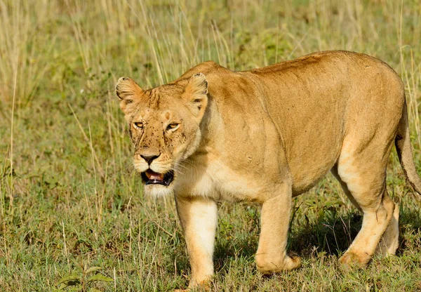 Leona Panthera Leo Simba Swaheli Parque Nacional Del Serengeti Tanzania —  Fotos de Stock