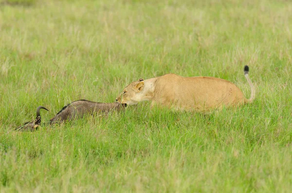 Detailní Záběr Lvice Táhnoucí Svou Kořist Panthera Leo Nebo Simba Stock Obrázky