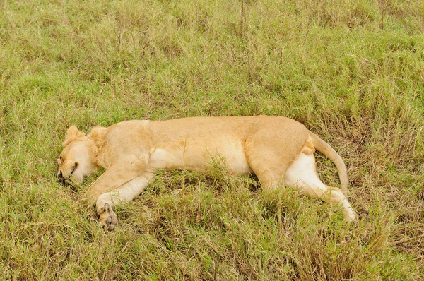 Közelkép Egy Fiatal Hím Oroszlán Alszik Panthera Leo Vagy Simba Stock Fotó