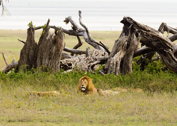 Closeup Lion Pride Panthera Leo Simba Swaheli Στον Κρατήρα Ngorogoro Royalty Free Φωτογραφίες Αρχείου