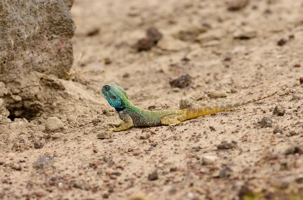 Closeup Agama Lizard Наукова Назва Агама Агама Або Mjusi Kafiri Ліцензійні Стокові Зображення