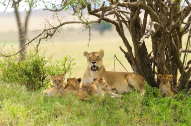 Serengeti Ulusal Parkı, Tanzanya 'da bir dişi aslanın yavrularıyla (Panthera leo) yakınlaşması