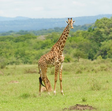 Yatmakta olan yavrularını koruyan dişi Masai Zürafası, Serengeti Ulusal Parkı, Tanzanya 'daki Safari' de çekilmiş bir fotoğraf.