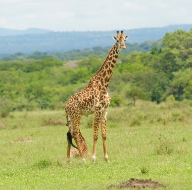 Female Masai Giraffe guarding her offspring who is laying down, image taken on Safari located in the Serengeti National park,Tanzania clipart
