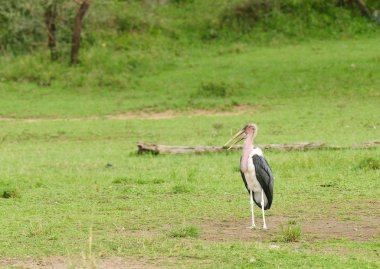 Marabut leylek (Leptoptilos crumeniferus)