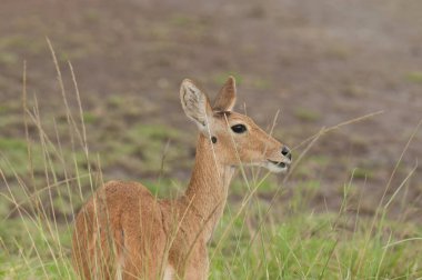 Serengeti Ulusal Parkı, Tanzanya 'da dişi Reedbuck' ın (Redunca redunca) yakın çekimi