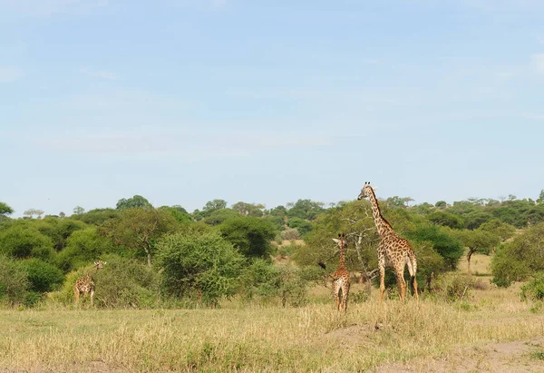 Fmother Young Masai Giraffe Giraffa Camelopardalis Tippelskirchi Tarangire National Park — Stock Photo, Image