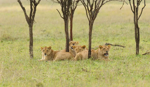 Розташування Гордості Лева Panthera Leo Національному Парку Серенгеті Танзанія — стокове фото