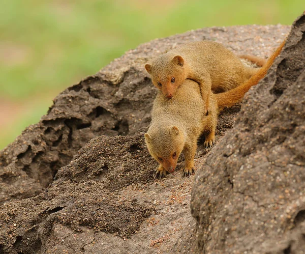 Vanlig Dvärg Mongoose Parning Helogale Parvula Termitkulle — Stockfoto