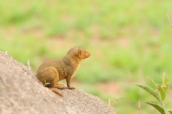 Gemensam Dvärg Mongoose Vakt Tittar Helogale Parvula Termitkulle — Stockfoto