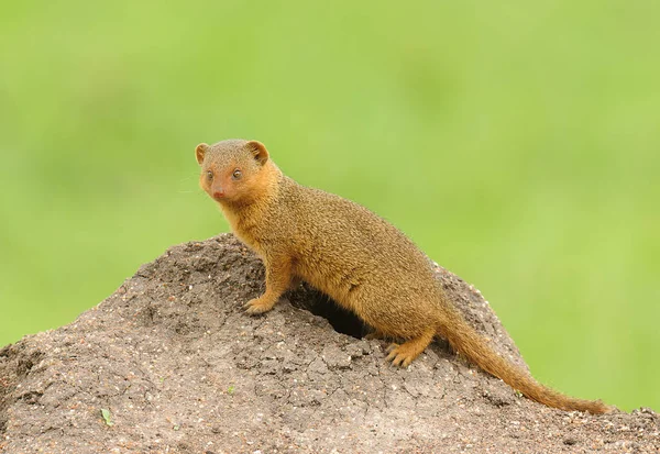 Zwergmanguste Helogale Parvula Auf Einem Termitenhügel — Stockfoto