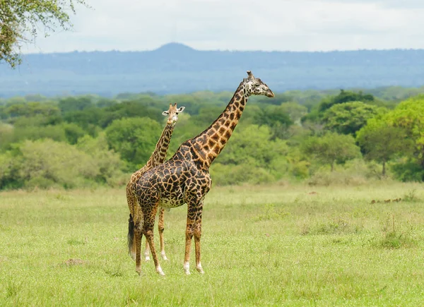 Ζεύγος Masai Giraffe Giraffa Camelopardalis Tippelskirchi Twiga Στο Swaheli Εικόνα — Φωτογραφία Αρχείου
