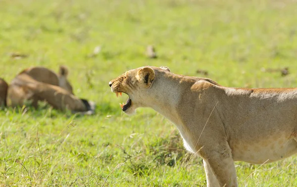 Primer Plano Una Leona Gruñendo Panthera Leo Parque Nacional Del —  Fotos de Stock