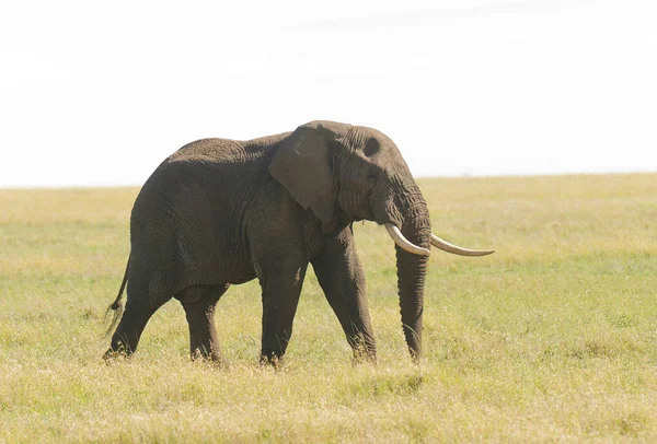 Zbliżenie Słonia Afrykańskiego Nazwa Naukowa Loxodonta Africana Lub Tembo Suaheli — Zdjęcie stockowe