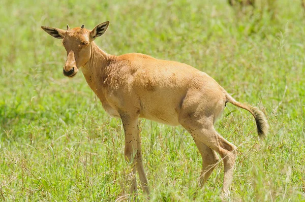 Joven Topi Orinando Damaliscus Lunatus Jimela Parque Nacional Del Serengeti — Foto de Stock