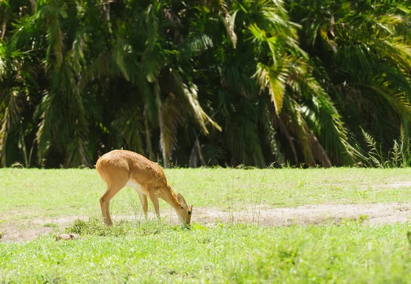 Primo Piano Reedbuck Redunca Redunca Nel Parco Nazionale Del Serengeti — Foto Stock