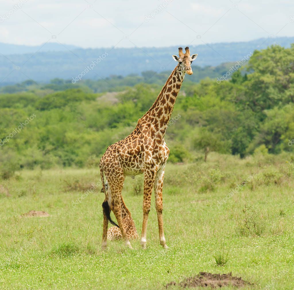 Female Masai Giraffe guarding her offspring who is laying down, image taken on Safari located in the Serengeti National park,Tanzania