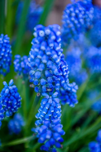 Κοντινό πλάνο του μπλε λουλούδι — Φωτογραφία Αρχείου