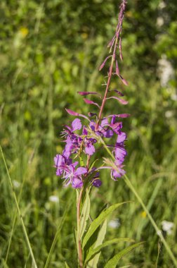 Çimenlerin üzerinde Lila kır çiçekleri