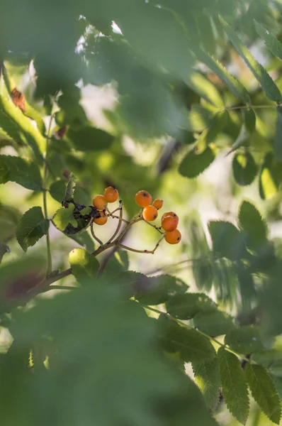 Mar-buckthorn cor-de-laranja brilhante em um ramo — Fotografia de Stock