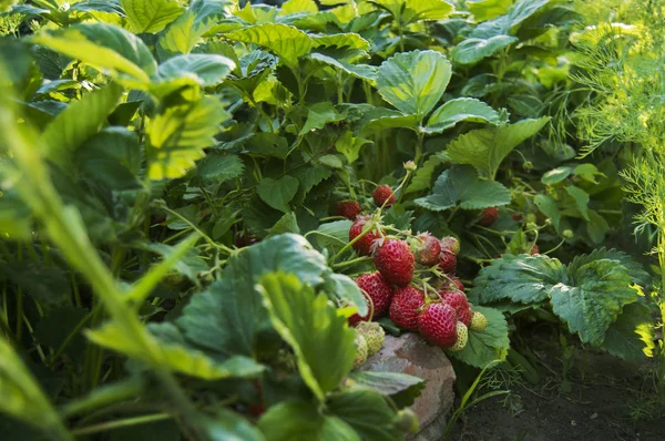 Strawberry on the bush — Stock Photo, Image