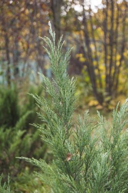 Ormandaki çam dalı