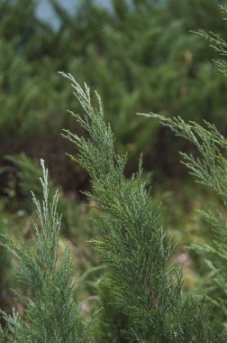 Ormandaki çam dalı