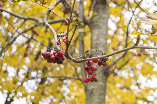 Bir sonbahar ağaç üzerinde kırmızı ashberry — Stok fotoğraf