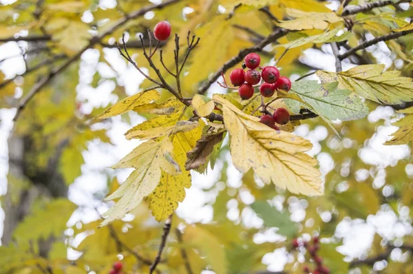 Bir sonbahar ağaç üzerinde kırmızı ashberry — Stok fotoğraf