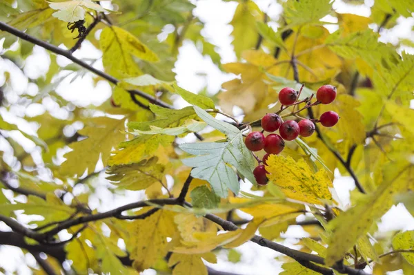 Framboise rouge sur un arbre d'automne — Photo