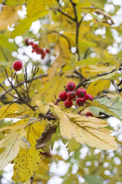 Ashberry rosso su un albero di autunno — Foto Stock