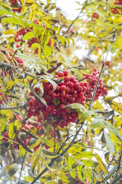 Framboise rouge sur un arbre d'automne — Photo